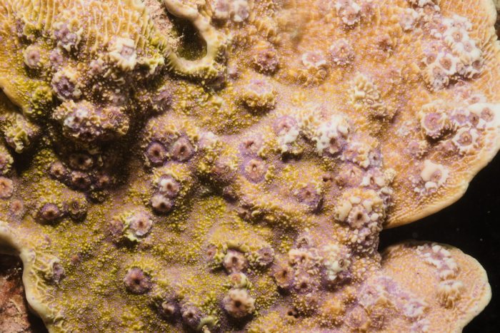 Corail dur