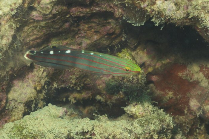 Poissons osseux
