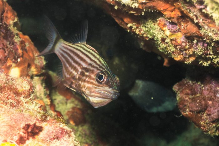 Poissons osseux