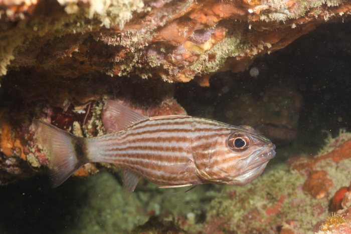 Poissons osseux