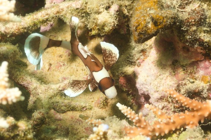 Poissons osseux