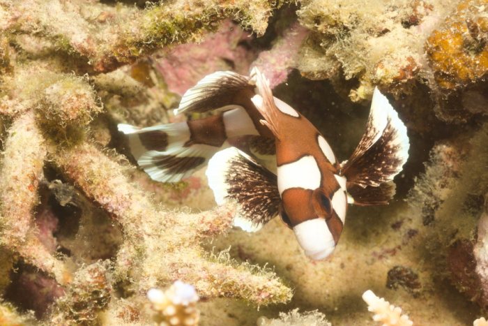 Poissons osseux