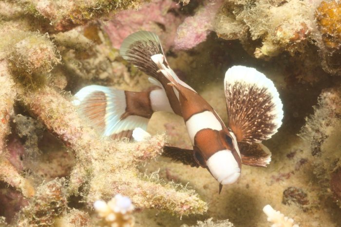 Poissons osseux