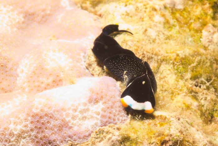 Nudibranche