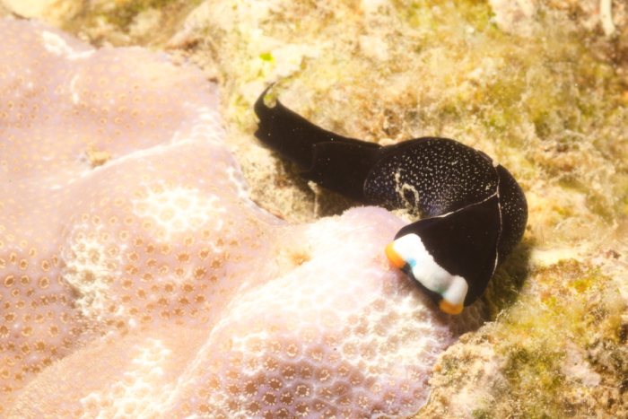Nudibranche