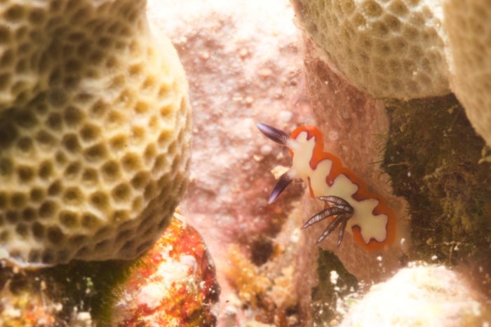 Nudibranche