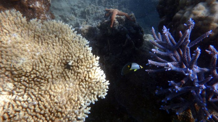 Chaetodon trifascialis