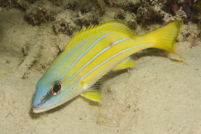 Lutjanus kasmira
