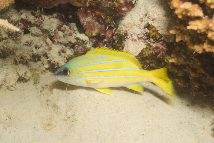 Lutjanus kasmira