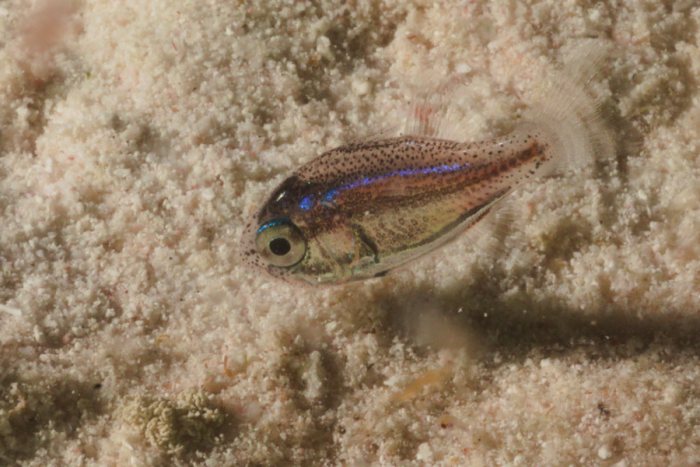 Poissons osseux