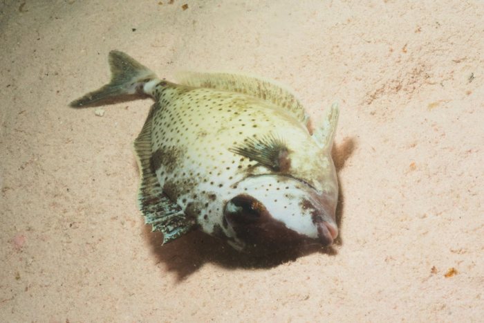Poissons osseux