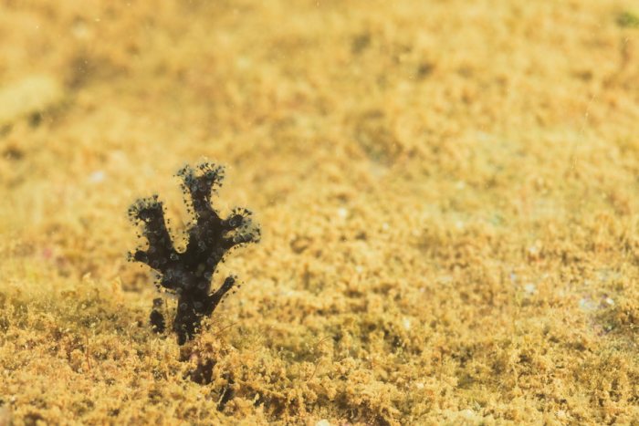 Bryozoaire