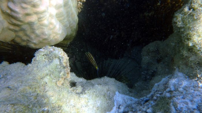 Cheilodipterus quinquelineatus
