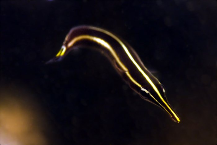 Poissons osseux