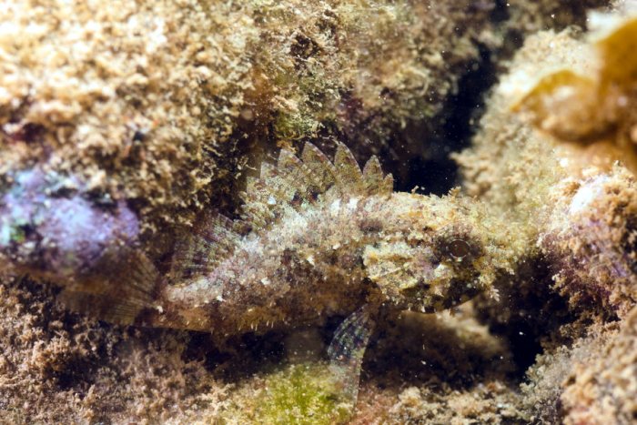 Poissons osseux