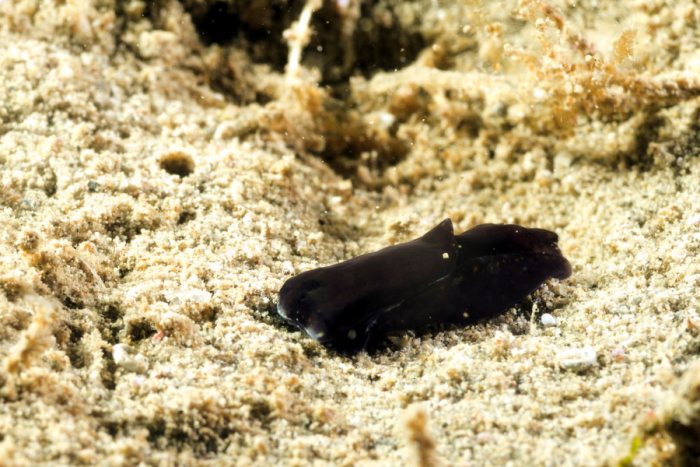 Nudibranche