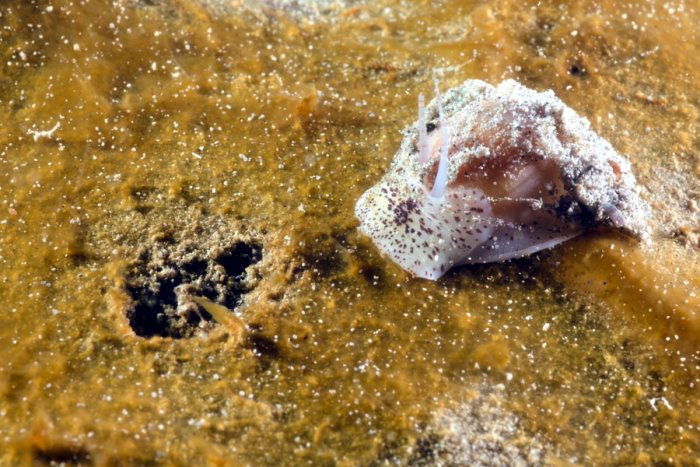 Escargot marin