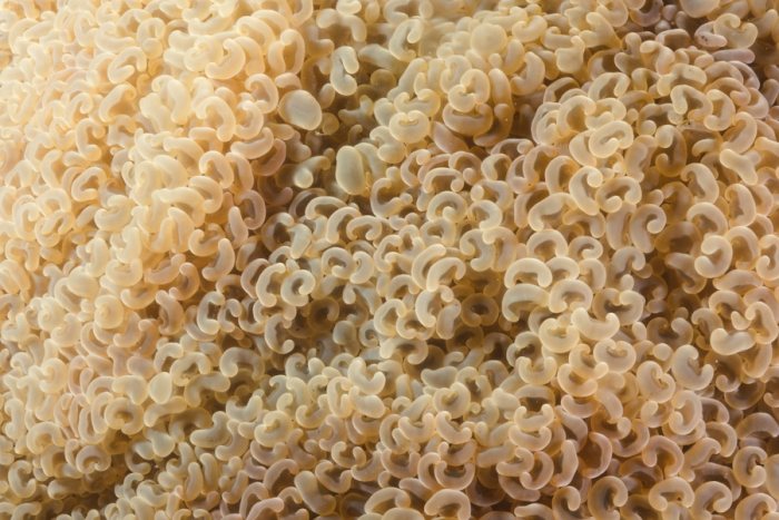 Corail dur