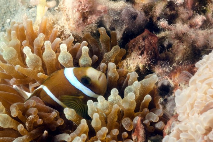 Poisson-clown