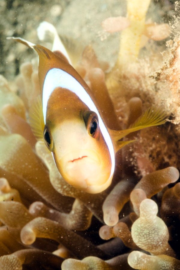 Poisson-clown