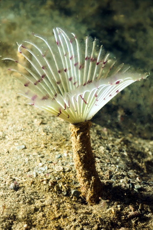 Sabellidae sp.