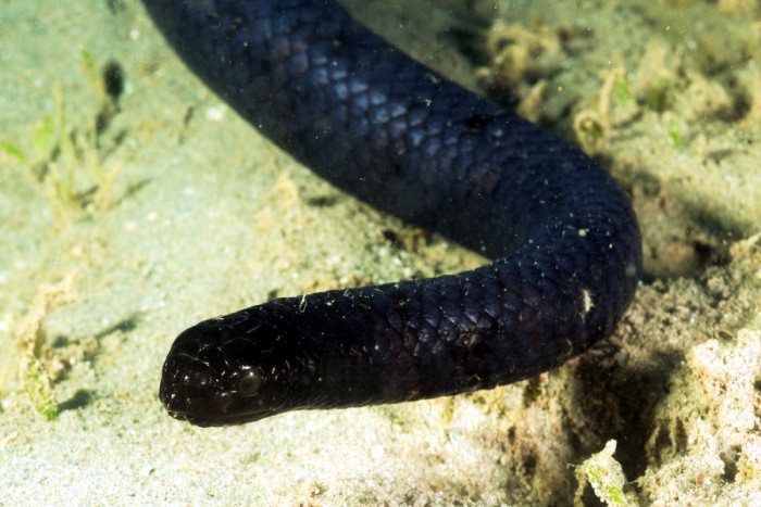 Emydocephalus annulatus