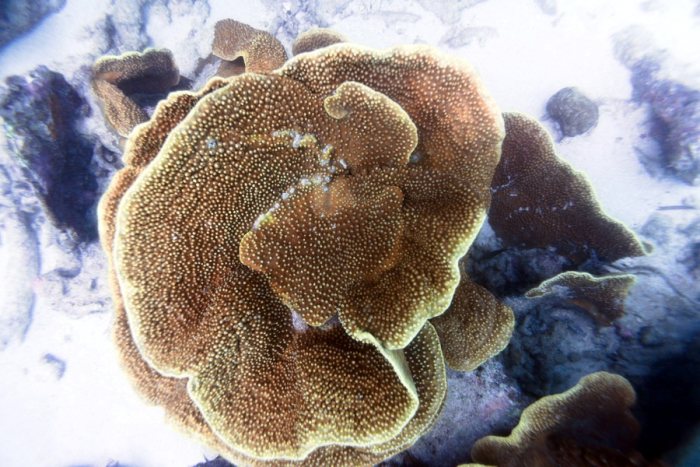 Corail dur