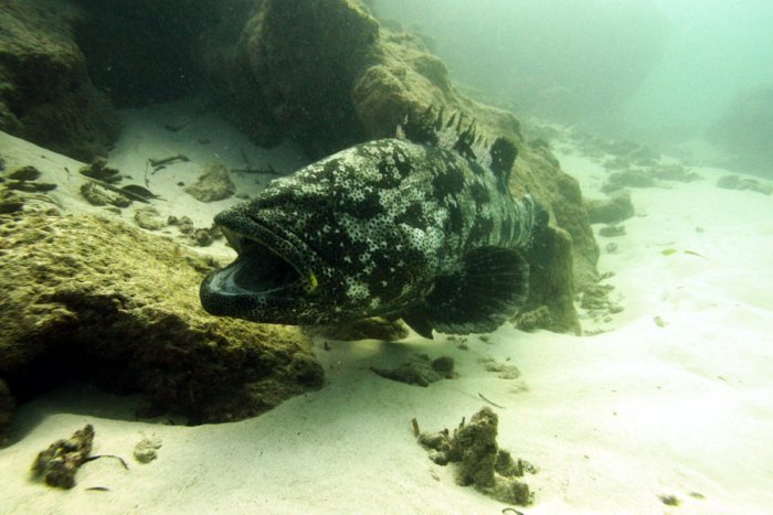 Poissons osseux