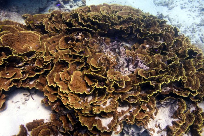 Corail dur