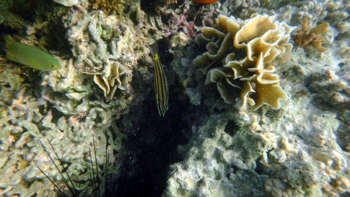 Cheilodipterus quinquelineatus