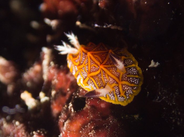 Nudibranche