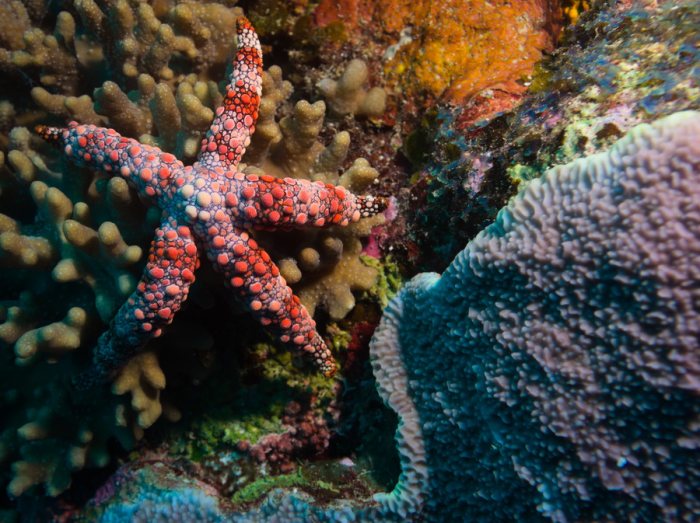 Étoile de mer