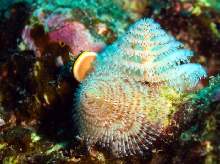 Spirobranchus corniculatus