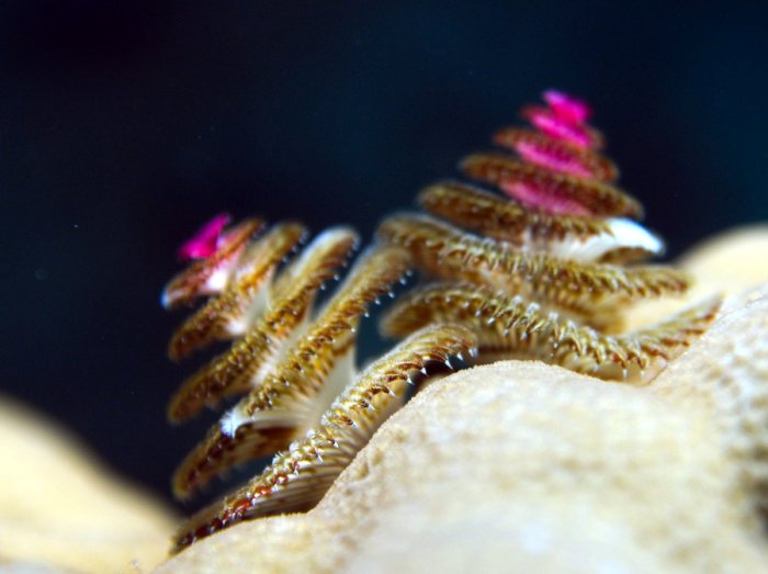 Spirobranchus corniculatus