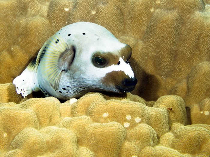 Arothron nigropunctatus