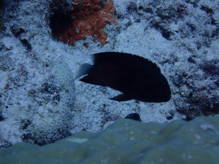 Pomacentrus nakasakiensis