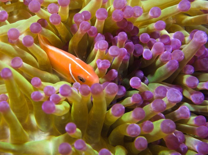 Poisson-clown