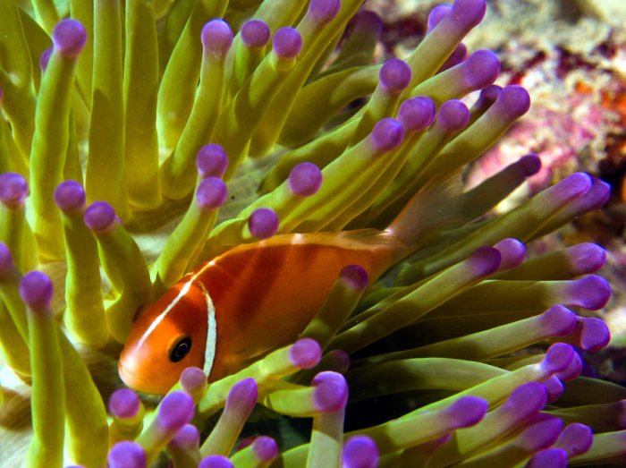 Poisson-clown
