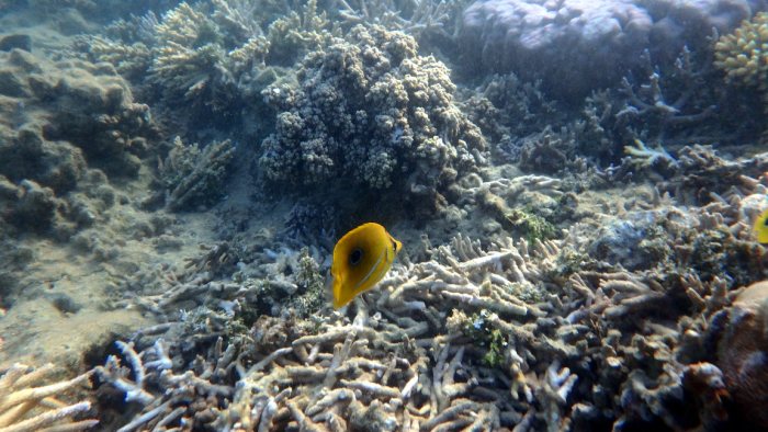 Chaetodon bennetti