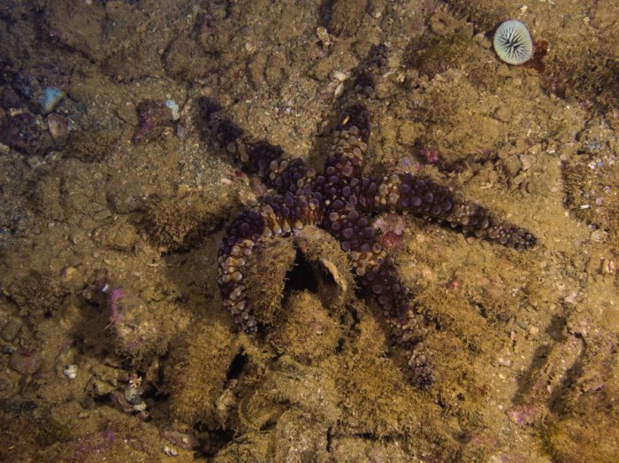 Echinaster callosus