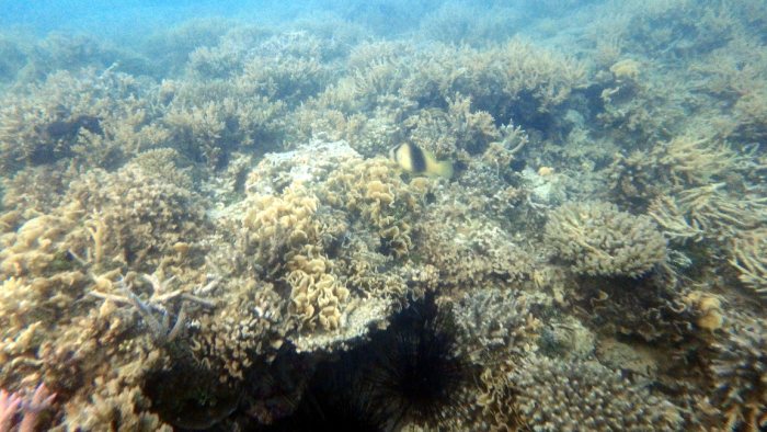 Diploprion bifasciatum