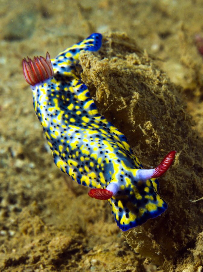 Nudibranche