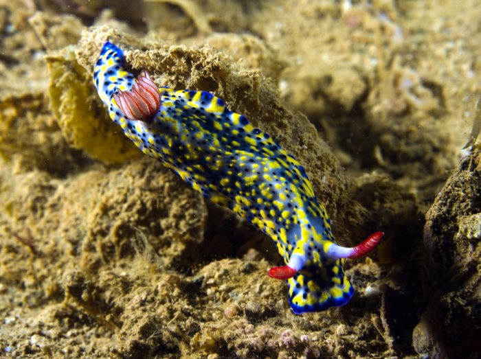 Nudibranche