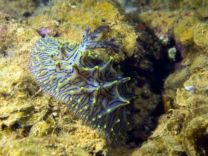 Nudibranche