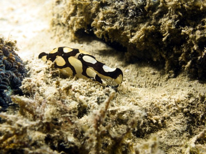 Nudibranche