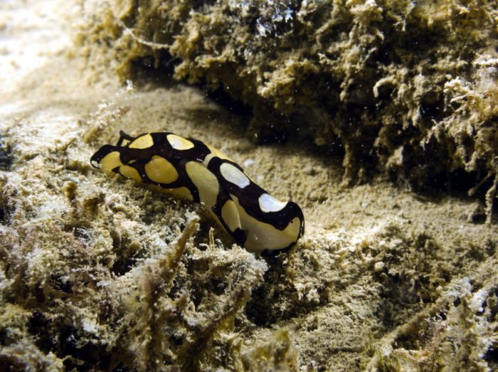 Nudibranche
