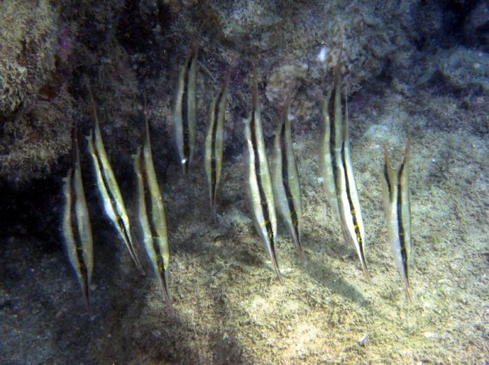 Aeoliscus strigatus