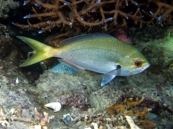 Poissons osseux