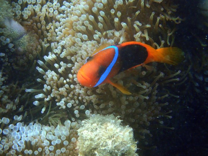 Amphiprion melanopus