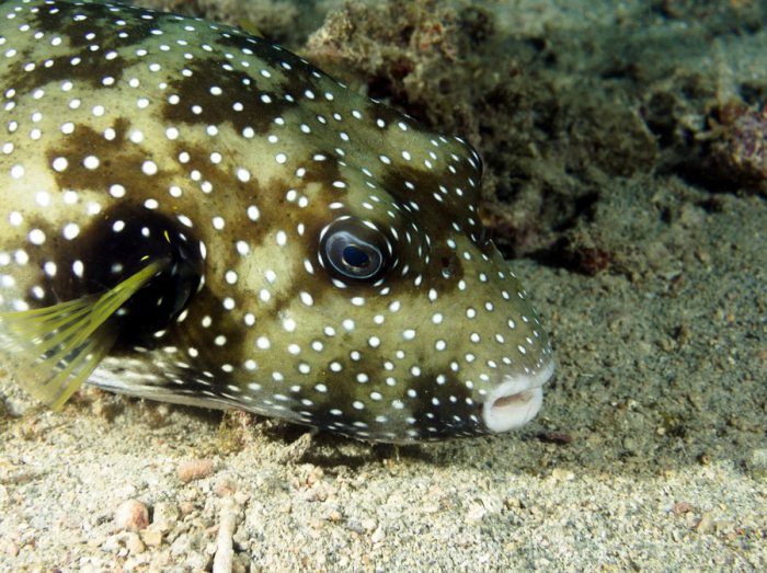 Arothron hispidus